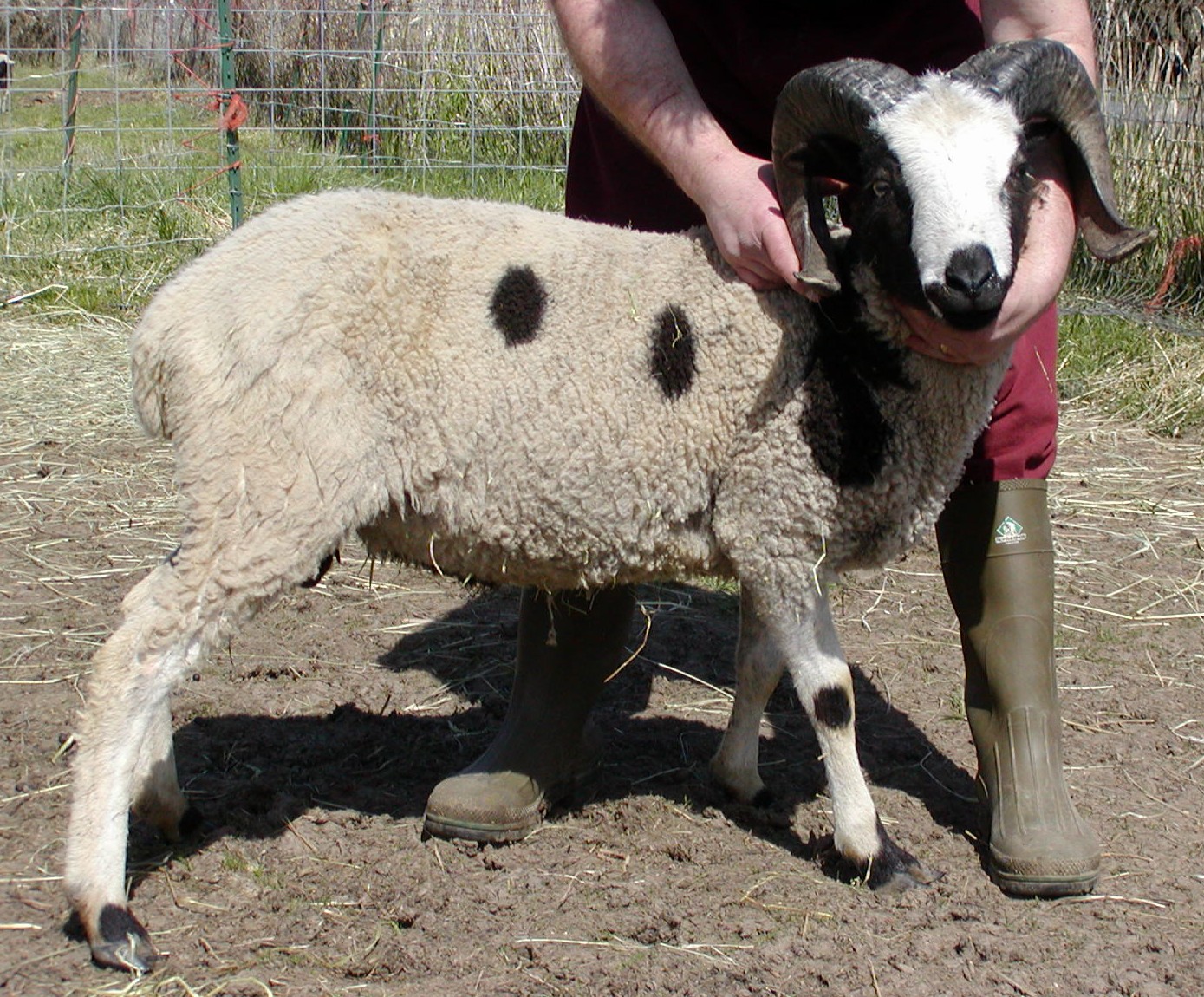 Colin RS 3-02.jpg (537737 bytes)
