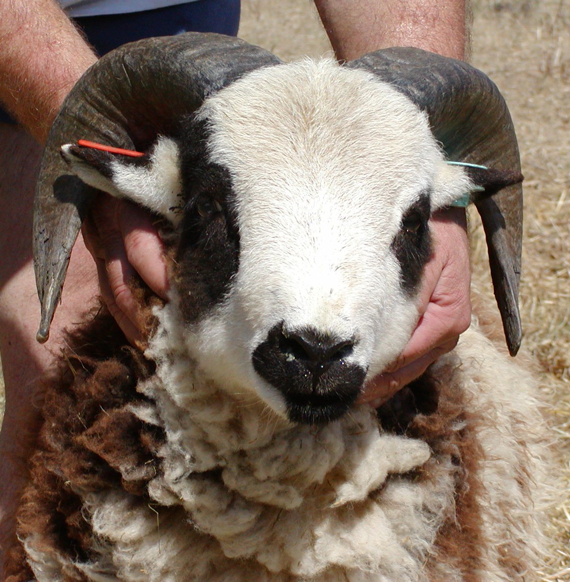 Micah Face 9-02.jpg (368348 bytes)